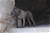 ipo3 FURFANTE RIPRODUTTORE SELEZIONATO ENCI - Triola Cane Corso